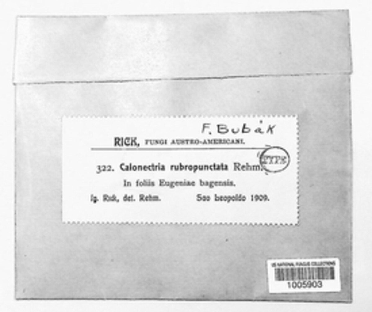 Calonectria rubropunctata image